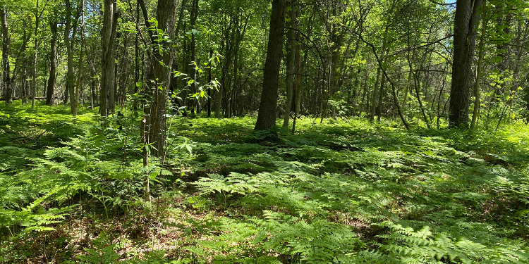 Dense forest testing ground in Michigan for goTenna Pro X range test for heavy canopy